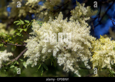 Manna Ash flowers Fraxinus ornus Stock Photo