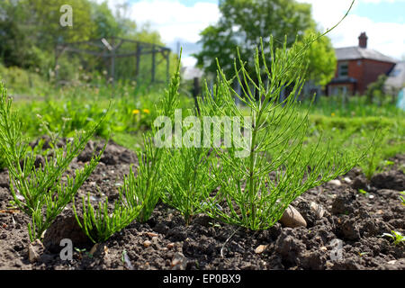 Mare's Tail weed growing in an allotment Stock Photo