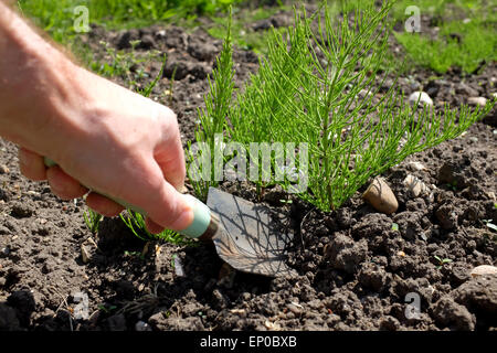 Mare's Tail weed growing in an allotment Stock Photo