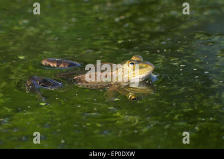 Edible or common water frog (Pelophylax kl. Esculentus) swimming in a pond Stock Photo