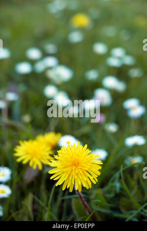 Dandelions with daisies all around them in a suburban garden lawn.