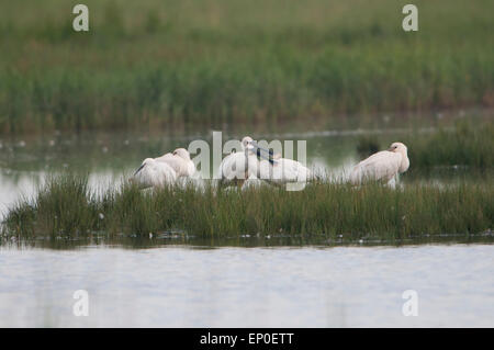 A group of Spoonbills roosting and displaying at Cley, Norfolk, UK Stock Photo