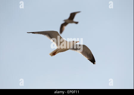 two seagulls in flight Stock Photo