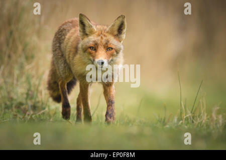 Young wild red fox ( vulpes vulpes) vixen cub scavenging in a forest Stock Photo