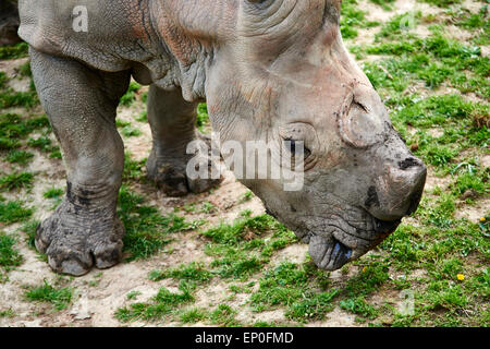 rhinoceros without (cut off) horn, dehorning, dehorned rhino for protection against poachers Stock Photo