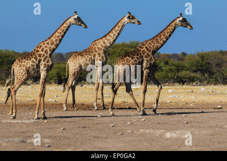 Three giraffes walking in sync. Typical scene for giraffes in Africa. Stock Photo