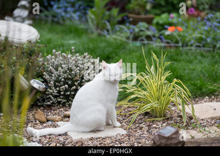 White cat sitting on a paving slab in a garden and closing its eyes Stock Photo