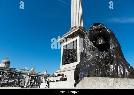 One of the bronze Landseer lion statues around Nelson's Column in Trafalgar Square, London, England, UK Stock Photo