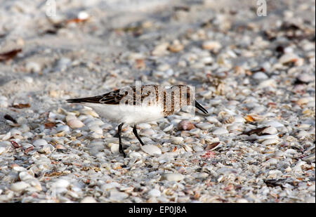 Sanderling Stock Photo