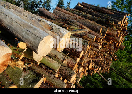 Logs a large pile stack of cut wood tree logs stacked in a field in Herefordshire UK Stock Photo