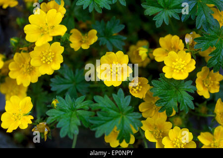Cinquefoil Alpine Yellow Potentilla crantzii Close-up flower Stock Photo