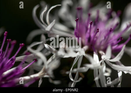 Centaurea montana ‘Amethyst in Snow’ flower Cornflower Stock Photo