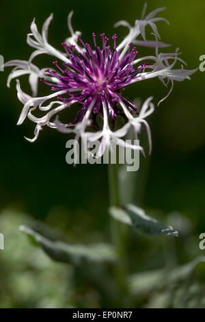 Centaurea montana ‘Amethyst in Snow’  Cornflower Stock Photo