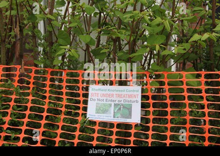 Do Not Enter sign on property invaded by Japanese Knotweed in Sheffield Stock Photo