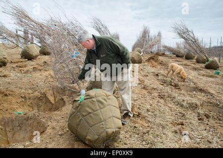 Farmer checking a tree at a tree nursery in Street, Maryland Stock Photo