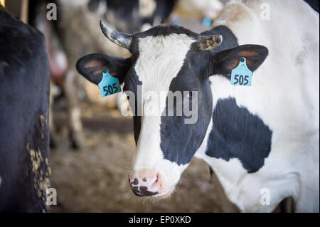 Black and white dairy cow in Street Maryland Stock Photo