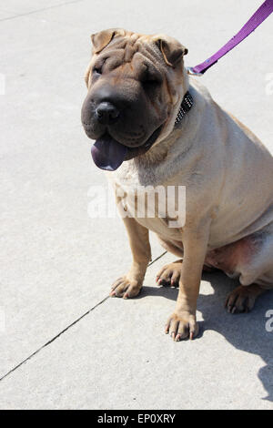 A dog on leash sitting and waiting patiently. Stock Photo