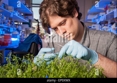 Young man cutting a plant in a plant science lab in College Park, Maryland Stock Photo