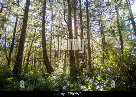 Golden sunlight streaming through the trees in Oregon, USA Stock Photo
