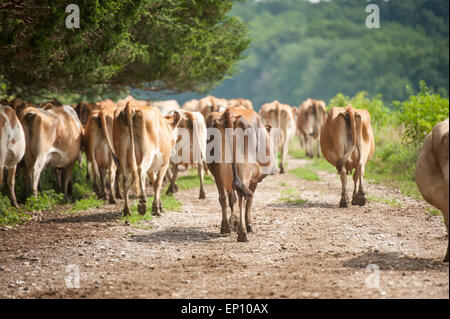 The backside of dairy cows walking down a road near Long Green, Maryland, USA Stock Photo