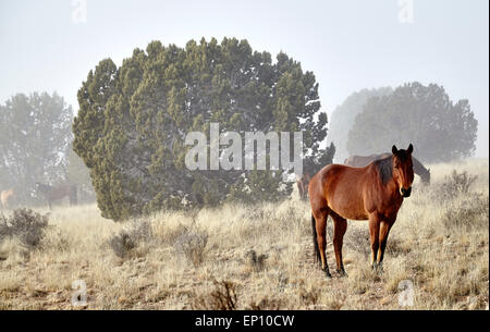 Wild horses standing in fog during the winter Stock Photo
