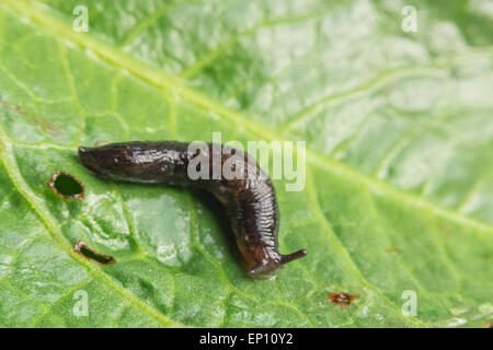 Common garden slug slithers along a leaf in close up macro photo Stock Photo