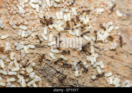 Red ants tend their eggs in macro photo Stock Photo