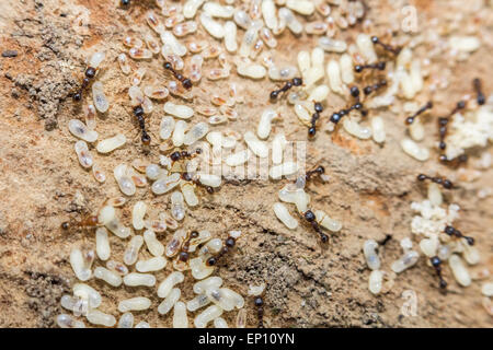 Red ants tend their eggs in macro photo Stock Photo