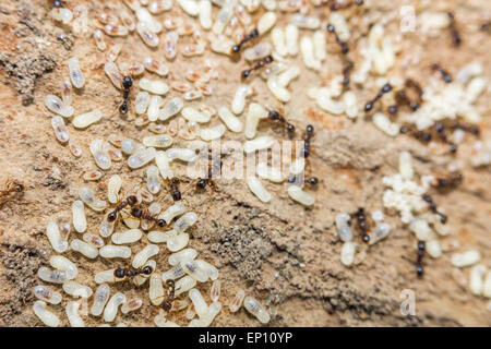 Red ants tend their eggs in macro photo Stock Photo