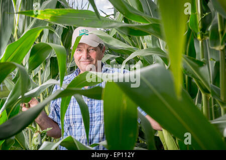 Earl Buddy Hance, Secretary of Agriculture standing in a corn field in Port Republic, Maryland, USA Stock Photo