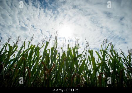 Corn plants and cloudy sky in Ridgley, Maryland, USA Stock Photo