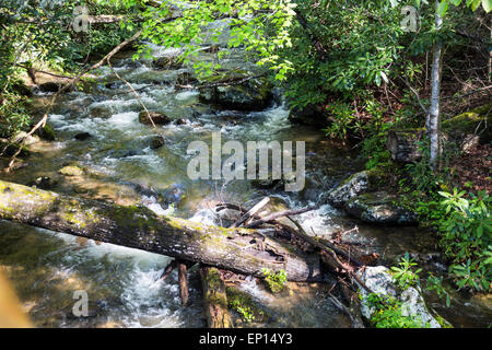 Smith Creek, Anna Ruby Falls, Chattahoochee-Oconee National Forest, Georgia, USA Stock Photo