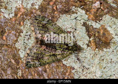 Red-green Carpet  (Chloroclysta siterata) adult moth resting on the bark of a tree. Powys, Wales. September. Stock Photo