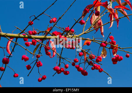 Spindle (Euonymus europaeus) ripe berries on a tree. Powys, Wales. September. Stock Photo