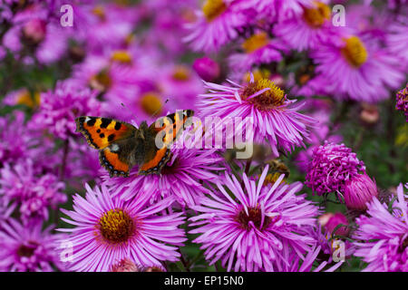 Small Tortoiseshell butterfly (Aglais urticae) adult feeding on Michealmas Daisy (Aster sp.) flowers in garden, Powys, Wales. Stock Photo