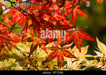 Japanese maple (Acer palmatum) variety 'Ginko San' leaves on a tree turning colour in Autumn. Herefordshire, England. September. Stock Photo