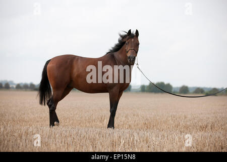 A dark bay Arabian horse standing in a stubble field, looking to camera Stock Photo