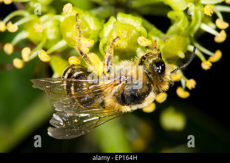 Ivy Bee (Colletes hederae) adult female feeding on common ivy (Hedera helix) flowers. Seaford, East Sussex, England. October. Stock Photo