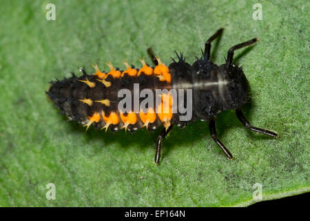 Harlequin Ladybird (Harmonia axyridis) full-grown larva on a leaf. Seaford, East Sussex, England. October. Stock Photo