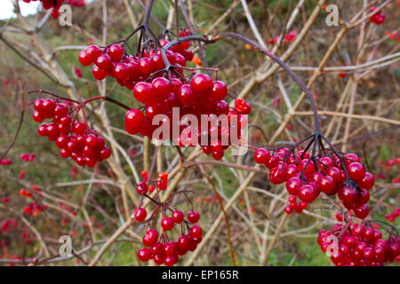 Guelder Rose (Viburnum opulus) ripe berries on a tree in Autumn. Powys, Wales. November. Stock Photo