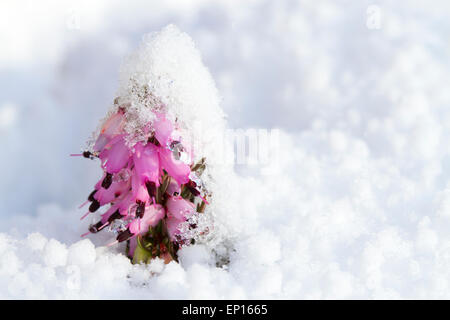 Winter-flowering heather (Erica × darleyensis) flowering through snow in a garden. Powys, Wales. January. Stock Photo