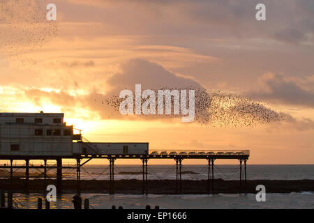 Common Starling (Sturnus vulgaris) roosting flock in flight over pier at sunset.  Aberystwyth, Ceredigion, Wales. January. Stock Photo