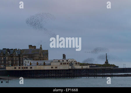 Common Starling (Sturnus vulgaris) roosting flock in flight over the pier and town war memorial at dusk.  Aberystwyth. Stock Photo