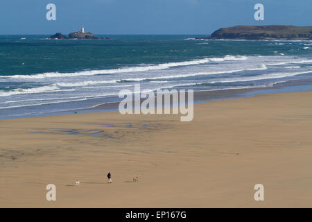 Man walking two dogs on a sandy beach near Godrevy Island and Godrevy Point, St. Ives Bay, Cornwall, England. March. Stock Photo