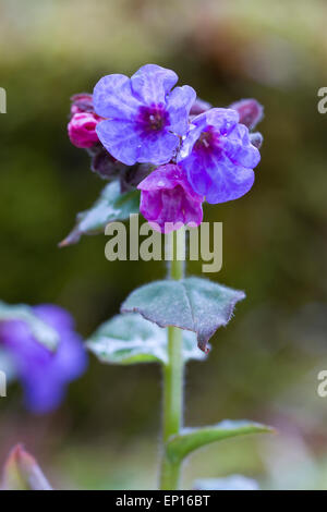 Common Lungwort (Pulmonaria officinalis) flowering in a garden. Powys, Wales. March. Stock Photo