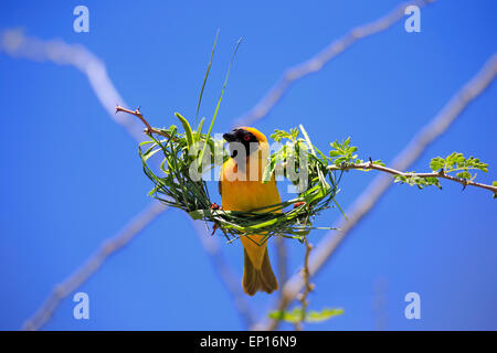 Southern Masked Weaver (Ploceus velatus), adult, male, at nest, Tswalu Game Reserve, Kalahari Desert, South Africa Stock Photo