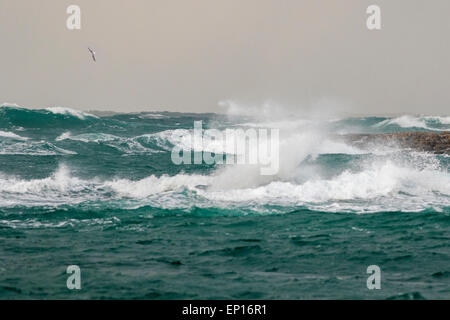 Stormy ocean with a common gull, Larus canus flying, Andenes, Norway Stock Photo
