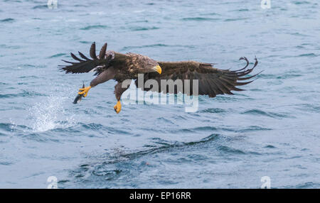 White-tailed eagle, Haliaeetus albicilla, grabbing fish, wings are spread, Andenes, Norway
