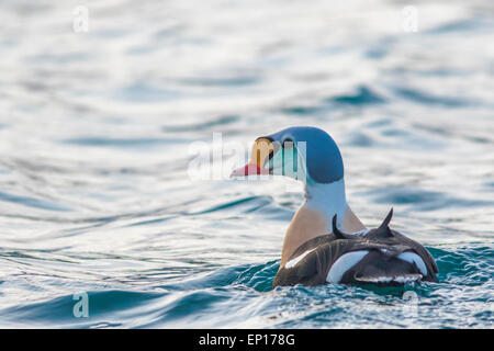 Male King eider, Somateria spectabilis, swimming in Atlantic ocean outside Andenes, Norway and turning his head towards camera Stock Photo