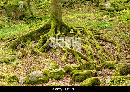 Moss covered roots from a beech tree above ground. These weave an intricate pattern on the forest floor. Stock Photo